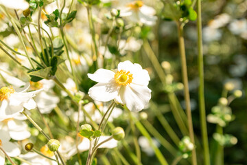 white and yellow flowers
