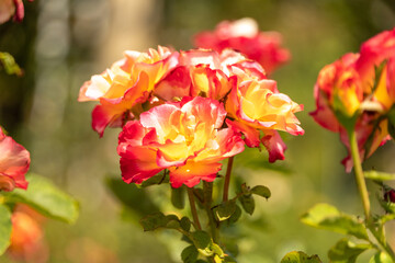 red and yellow roses