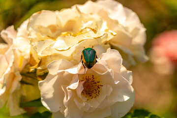 Beetle on rose 