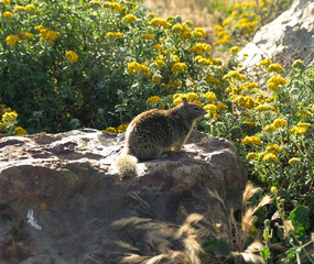 Squirrel on a rock