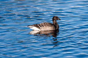 Brant or Brent (Branta bernicla) a small species of goose..