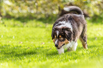 Portrait of a cute tricolor australian shepherd puppy dog in a garden outdoors