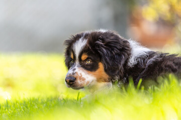Portrait of a cute tricolor australian shepherd puppy dog in a garden outdoors