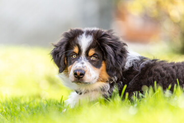 Portrait of a cute tricolor australian shepherd puppy dog in a garden outdoors © Annabell Gsödl