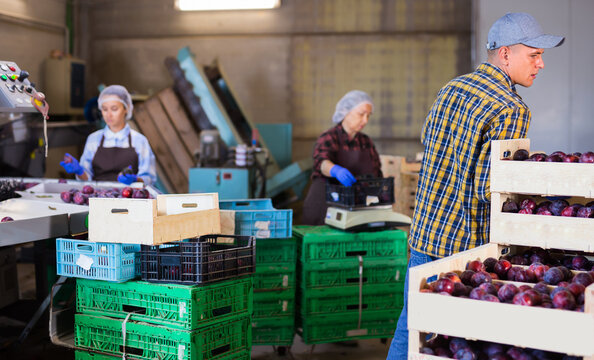 Three workers sorting and packing plums in storage room.