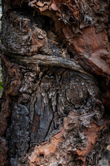 The burnt trunk of a Madrone, Arbutus menziesii, bark, background or backdrop, resistance to fire concept