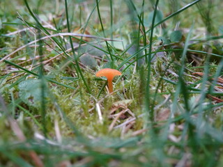 mushroom in the grass