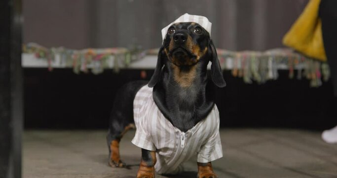 Lovely dachshund puppy in prison uniform with a cap is standing in common cell, and a lattice door closes in front of it, close up. Dog was put in jail for bad behavior or violation of the law.