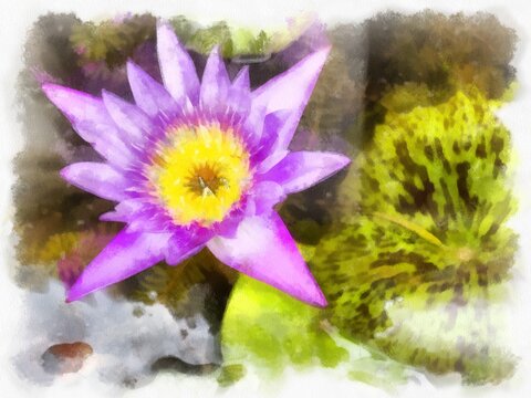 purple lotus in water watercolor style illustration impressionist painting.