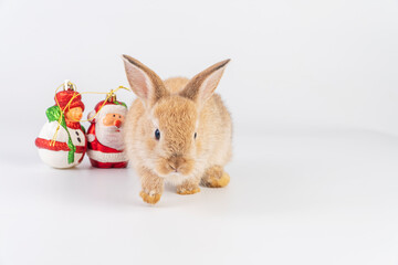 Adorable little brown rabbit bunny with decoration santa and snowman while walking over isolate white background. Holiday festive, celebration, Christmas concept.