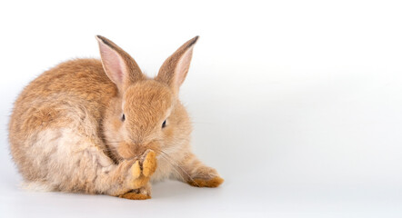 Easter animal concept. Lovely furry baby brown rabbit bunny cleaning own body while sitting alone over isolated white background.