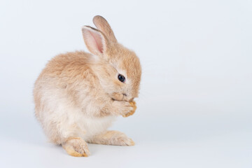 Adorable baby fluffy rabbit brown bunny standing while posture greeting Sawasdee or hello over isolated white background. Easter holiday animal concept.