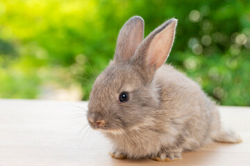 Easter animal concept. Lovely baby gray rabbit bunny looking at something while sitting alone on the wooden over blurred green nature background.