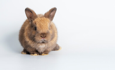 Easter bunny animal concept. Adorable newborn baby brown rabbit bunnies looking at something while sitting over isolated white background.