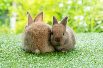 Two adorable fluffy baby brown bunny rabbit sitting down together on green grass over bokeh natural...