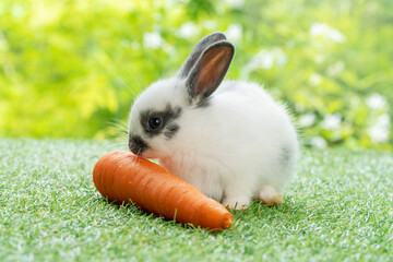 Easter animals bunny concept. Adorable newborn white, black baby rabbit eating fresh orange carrot white sitting on green meadow over nature background.