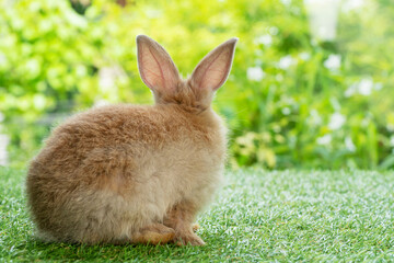 Easter animal bunny concept. Back of fleecy adorable baby brown rabbit looking at something while sitting alone on green grass over nature background.