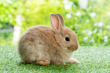 Adorable fluffy baby brown bunny rabbit sitting on green grass over natural background. Furry cute wild-animal single at outdoor. Easter animal concept.