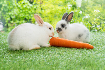Easter animals family bunny concept. Two adorable newborn white, brown and gray baby rabbit eating fresh orange carrot white sitting together on green meadow over nature background.