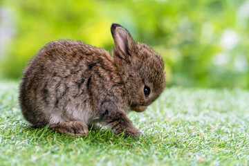 Easter animal bunny concept. Adorable little baby brown rabbit cleaning own body while sitting alone on green grass over leaves nature background.