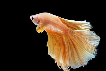 Fototapeta na wymiar Rhythmic of betta splendens fighting fish over isolated black background. The moving moment beautiful of orange siamese betta fish with copy space.