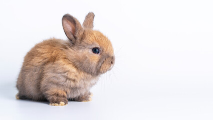 Easter bunny animal concept. Adorable newborn baby brown rabbit bunnies looking at something while...