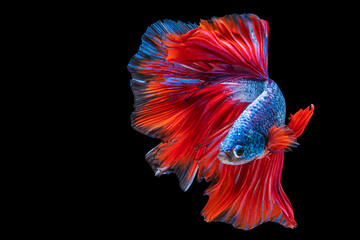 Movement power of betta fighting fish over isolated black background. The moving moment beautiful of red and blue Siamese betta fish with copy space.