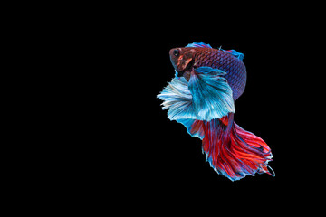 Halfmoon Betta splendens fighting fish in Thailand on isolated black background. The moving moment beautiful of blue and red Siamese betta fish with copy space.