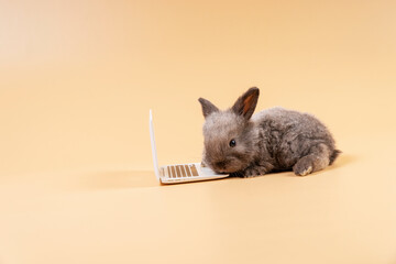 Adorable furry baby rabbit grey looking at laptop while sitting over isolated pastel background. Newborn bunny study information online with small pc with copy sapce. Animal education concept.