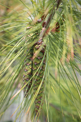 Cones and needles on a White Columnar Pine tree