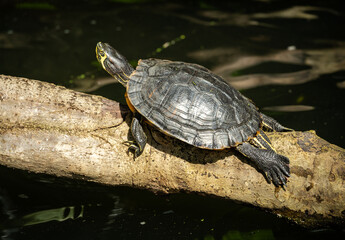 Yellow Bellied Turtle at butterfly gardens in Pine Mountain Georgia.
