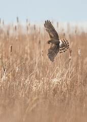 Northern Harriers