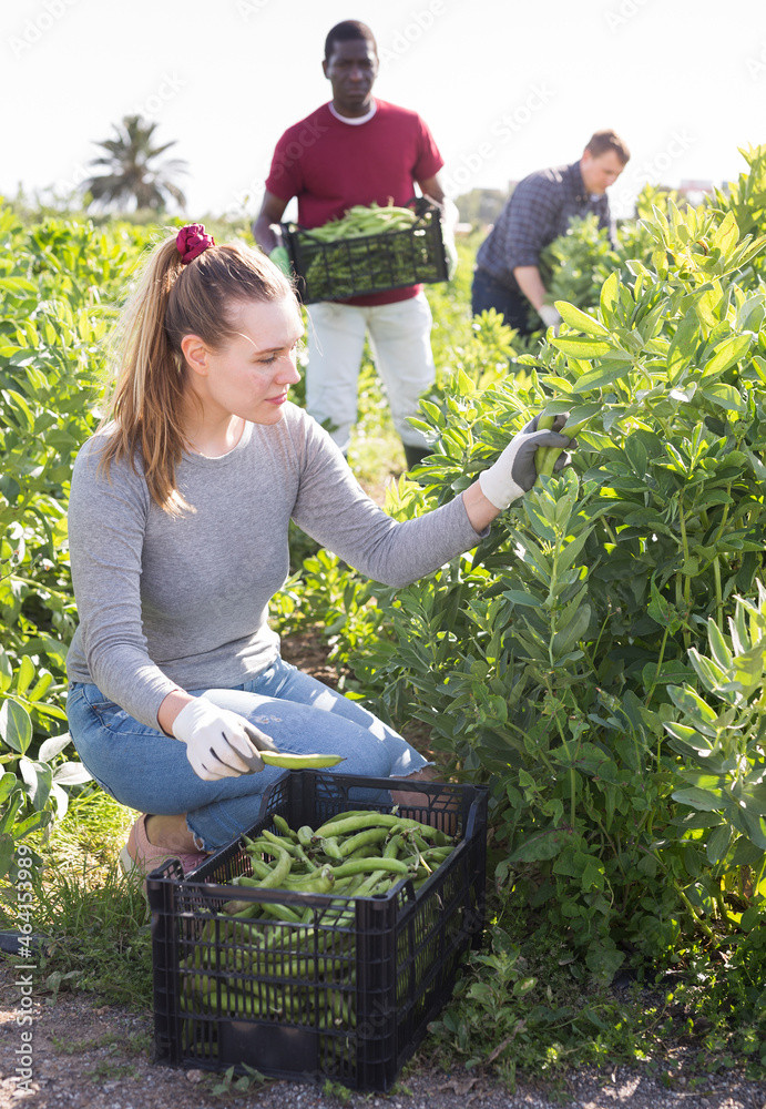 Wall mural team of workers harvests green beans on a plantation