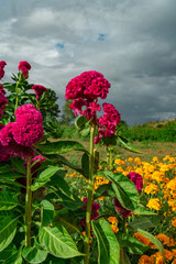 Flor cresta de gallo