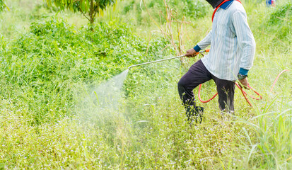 Man crop spraying grass field in the durian farm field with chemical killer plant.Farmer spraying...