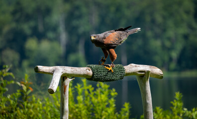 Harris Hawk at raptor show flying from perch in Pine Mountain Georgia.