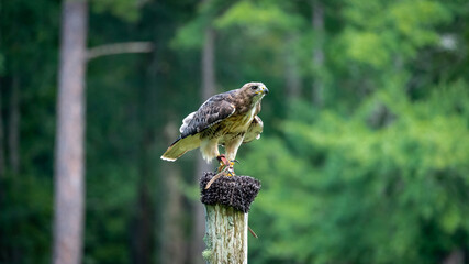 Red Tailed Hawk flying at raptor show in Pine Mountain Georgia.