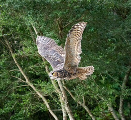 Great Horned Owl at Raptor Show in Pine Mountain Georgia.