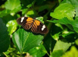 Orange and black long wing butterfly at butterfly gardens in Pine Mountain Georgia.