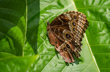 Blue Morpho Butterfly at butterfly gardens in Pine Mountain Georgia.