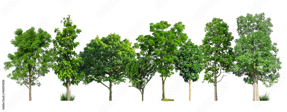Poster green trees isolated on white background. forest and leaves in summer rows of trees and bushes