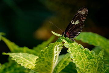 Cattle Heart Butterfly at butterfly gardens in Pine Mountain Georgia.
