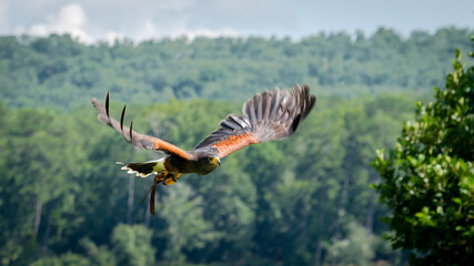 Harris Hawk at raptor show flying from perch in Pine Mountain Georgia.