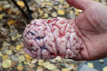 A human hand holding part of a moose brain