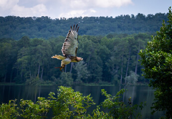 Red Tailed Hawk flying at raptor show in Pine Mountain Georgia.