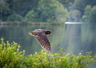 Great Horned Owl at raptor show in Pine Mountain Georgia.