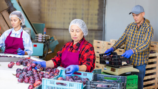 Three workers sorting and packing plums in storage room.