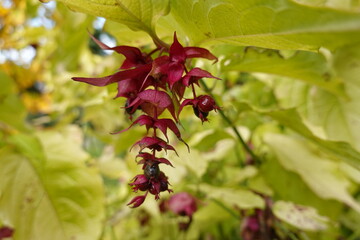 Leycesteria formosa, the Himalayan honeysuckle, is a deciduous shrub in the family Caprifoliaceae, native to the Himalayas and southwestern China.