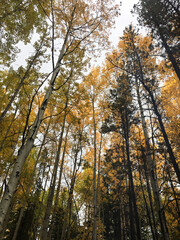 Tree top canopy of golden leaves in the autumn
