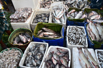 バングラデシュのチッタゴン。
魚市場に集められた大量の魚。